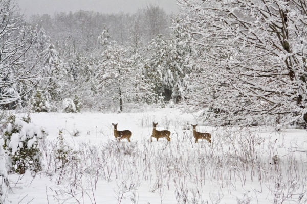 Photograph Alice Fung Yee Ng 3 Deers In Snow on One Eyeland